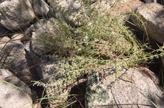 Hedeoma oblongifolia
