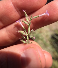 Hedeoma oblongifolia