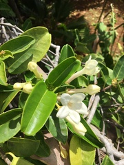 Stephanotis floribunda