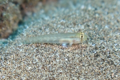 Gnatholepis thompsoni