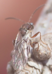 Callirhytis elliptica