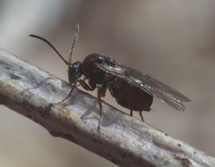Callirhytis elliptica