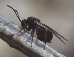 Callirhytis elliptica