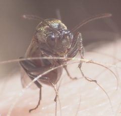 Callirhytis elliptica