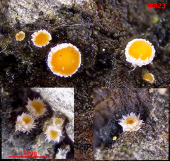 Parachnopeziza miniopsis