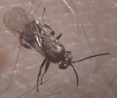 Callirhytis elliptica
