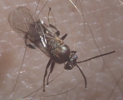 Callirhytis elliptica