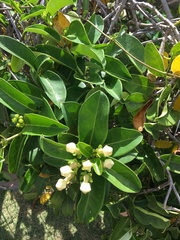 Stephanotis floribunda