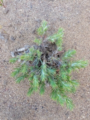 Cardionema ramosissimum