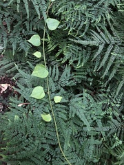 Streptothamnus moorei