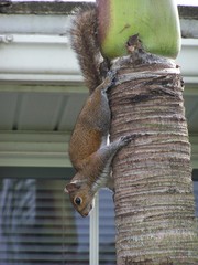Sciurus carolinensis
