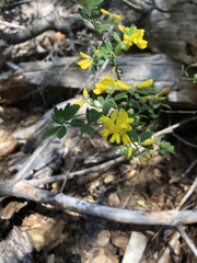 Genista monspessulana