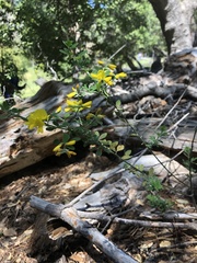 Genista monspessulana