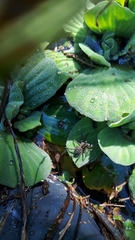 Allocosa paraguayensis