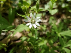 Stellaria corei