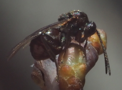 Callirhytis elliptica