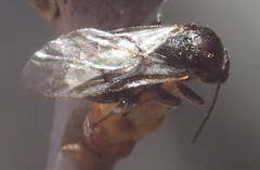 Callirhytis elliptica