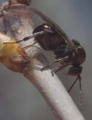 Callirhytis elliptica