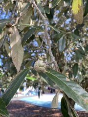 Quercus lanata