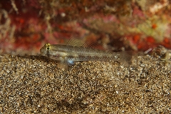 Gnatholepis thompsoni