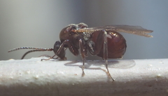 Callirhytis elliptica