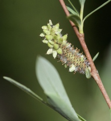 Salix purpurea purpurea