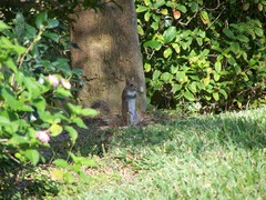Sciurus carolinensis