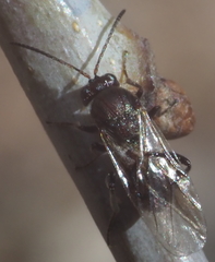 Callirhytis elliptica