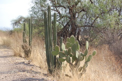 Lophocereus marginatus