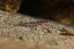 Vanneaugobius canariensis