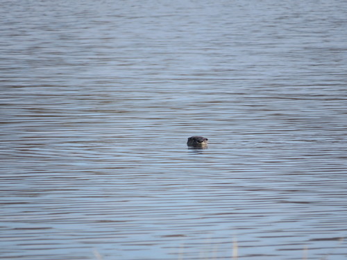 North American River Otter photographed in Minnesota