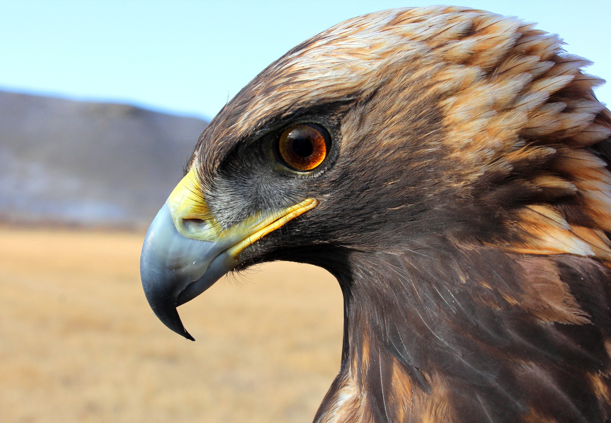 Águila Real (Aquila chrysaetos) · NaturaLista Mexico