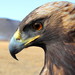 Golden Eagle - Photo (c) kjohnston406, some rights reserved (CC BY-NC), uploaded by kjohnston406