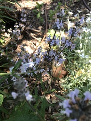 Salvia mellifera