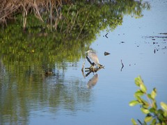 Egretta tricolor image