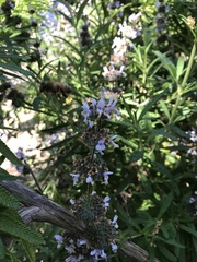 Salvia mellifera