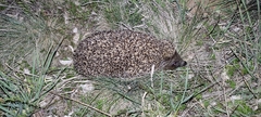 Erinaceus roumanicus