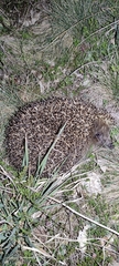 Erinaceus roumanicus
