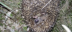 Erinaceus roumanicus