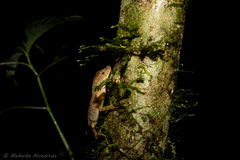Anolis rubiginosus