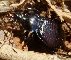 Sphaeroderus