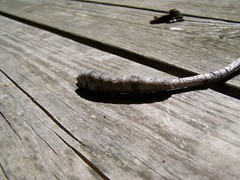 Catocala amica