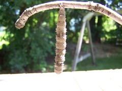 Catocala amica