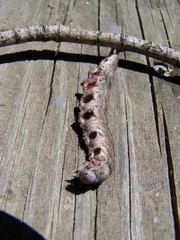Catocala amica