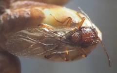 Callirhytis elliptica