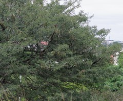 Vachellia sieberiana