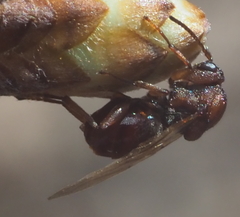 Callirhytis elliptica