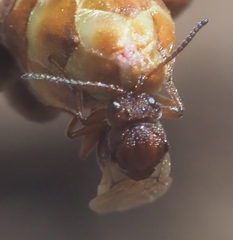 Callirhytis elliptica