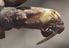 Callirhytis elliptica
