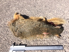 Sciurus nayaritensis